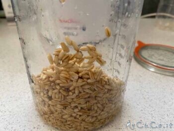 Latte di avena con Companion Moulinex - myCuCo.it